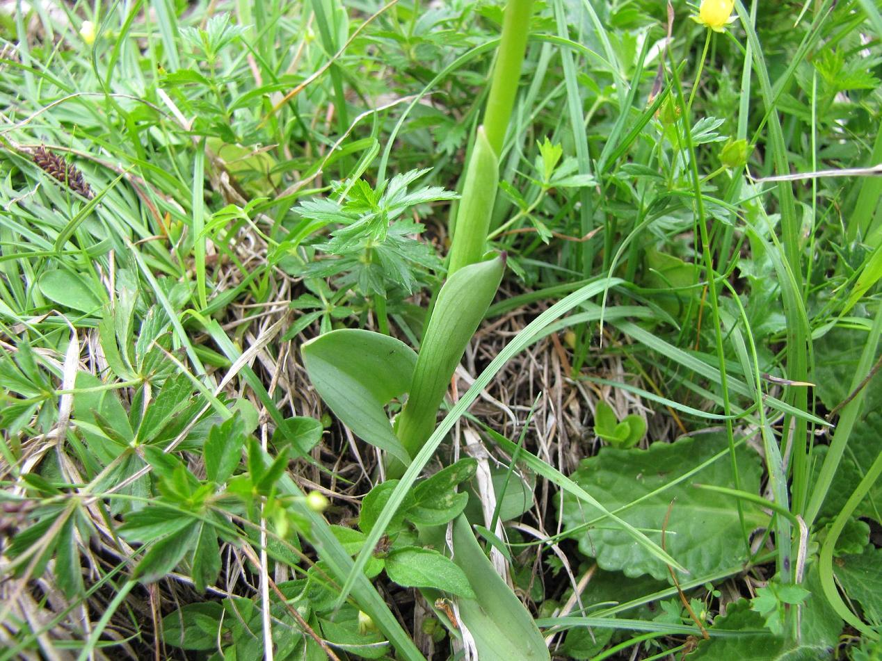 Orchis ustulata